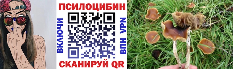 дарк нет состав  где купить наркоту  Богородицк  Псилоцибиновые грибы MAGIC MUSHROOMS 